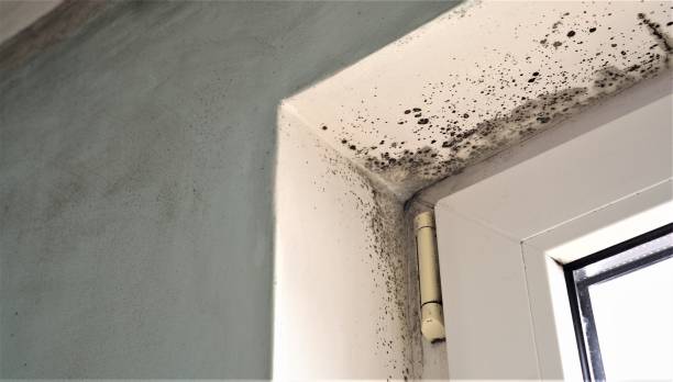 Best Black Mold Removal  in Wake Village, TX