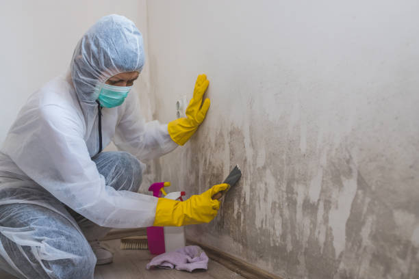 Best Mold Removal for HVAC Installations  in Wake Village, TX