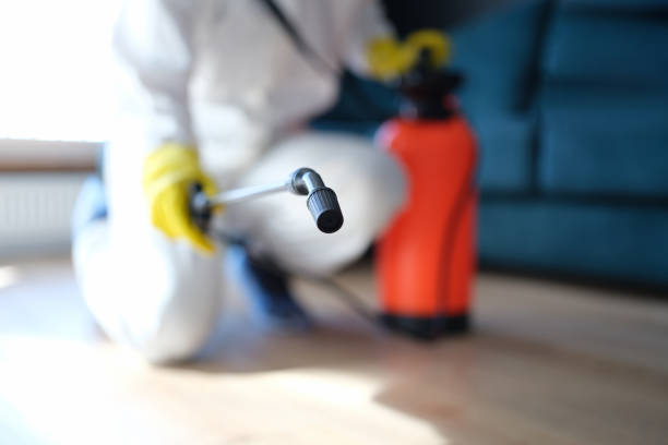 Best Water Damage & Mold Remediation  in Wake Village, TX