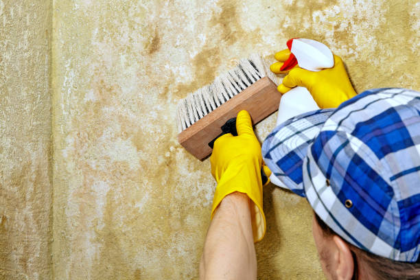 Trusted Wake Village, TX Mold Removal Experts
