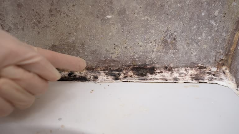 Best Real Estate Mold Inspection  in Wake Village, TX