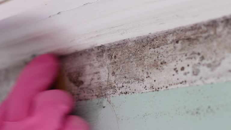 Best Mold Documentation for Insurance Claims  in Wake Village, TX